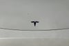 43 thumbnail image of  2022 Tesla Model Y Performance