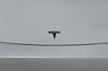 44 thumbnail image of  2023 Tesla Model Y Long Range