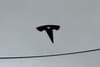 40 thumbnail image of  2024 Tesla Model Y Long Range
