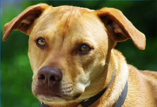 Un perro marrón con collar posa frente a un telón de fondo verde, destacando el apoyo de Canobie Lake Honda al rescate de animales.