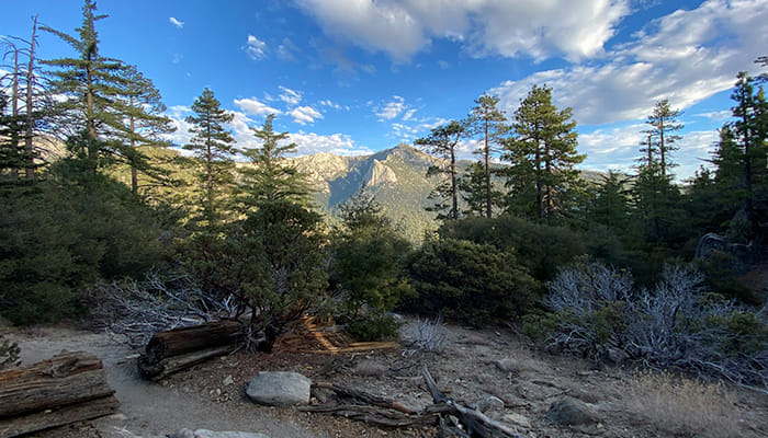 Idyllwild Landscape