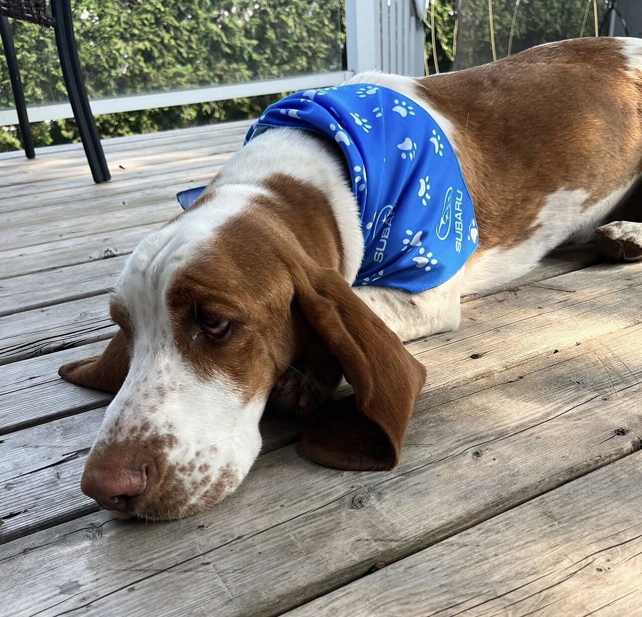 brown and white dog with a blue subaru bandana around its neck