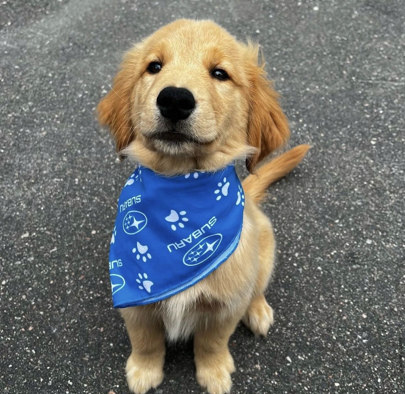 brown dog with a blue subaru bandana around its neck