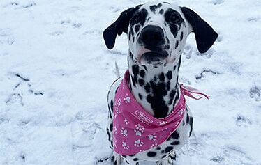 Latin dog with a pink subaru bandana around its neck stands in the snow