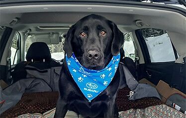 A black dog with a blue subaru bandana around its neck sits on the back of a car