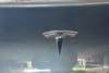 6 thumbnail image of  2021 Tesla Model Y Long Range