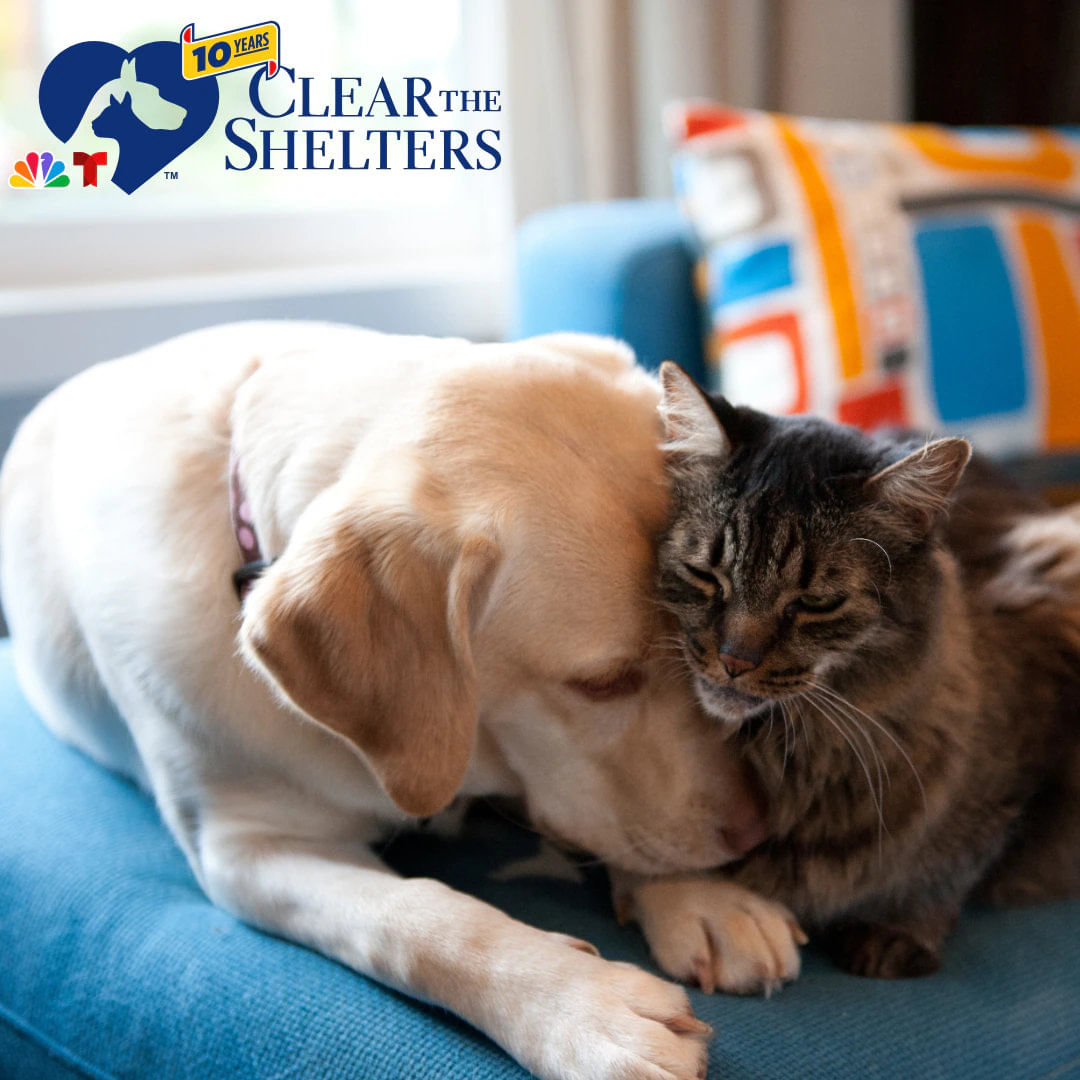 A dog and cat cuddling on a couch, with a 'Clear the Shelters' logo.