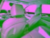 30 thumbnail image of  2026 Genesis G70 2.5T Prestige