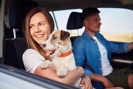 5 Tips for Driving Safely with Pets